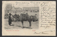 Лот 2370 - 1902. Баку. Верблюды на площади